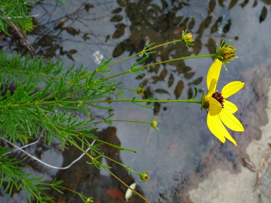 {Coreopsis pulchra}